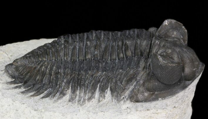 Bug-Eyed Coltraneia Trilobite - Great Eye Detail #41825